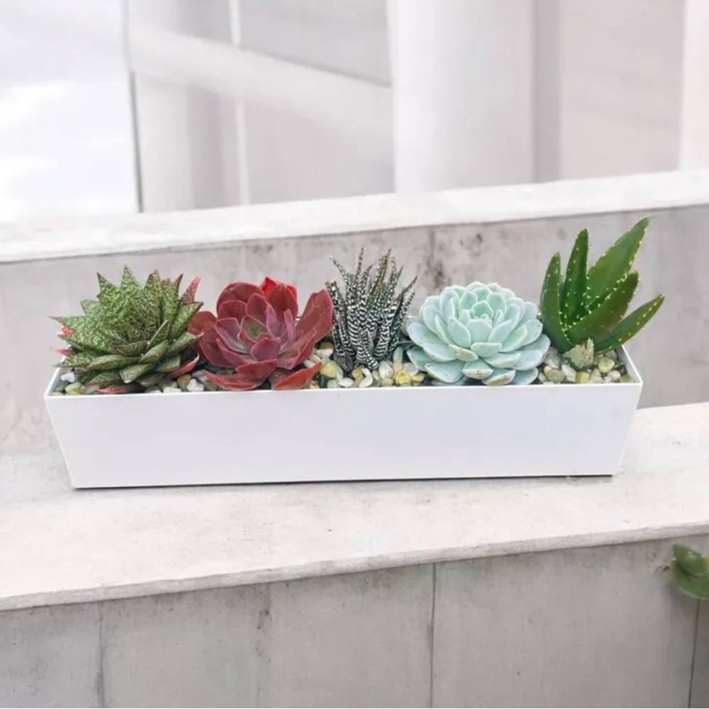 Large Succulent Arrangement in Metal Planter